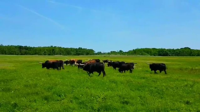 Herd of Re-constructed Aurochs Oxen in Hortobagy, Hungary