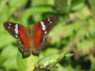 butterfly on leaf