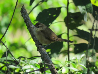 bird on a branch