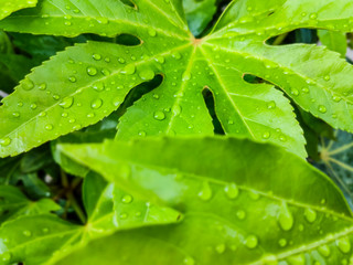 八手の葉っぱと水滴