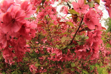 pink blossom