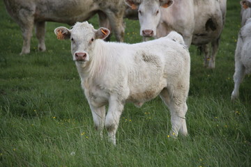 Naklejka na ściany i meble Charolais domestic beef cattle herd
