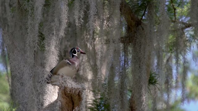 Male wood duck chattering in a tree in Kraft Azalea park near Orlando Florida