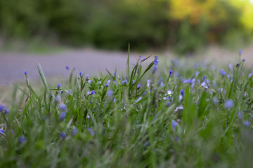 Bonnets on a Trail