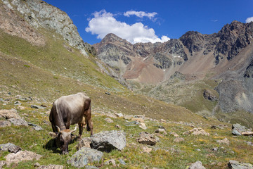 Hiking trail in Aosta valley, Cogne, italy. Cow grazes in a high mountain meadow.  Photo taken at an altitude of 2600 meters in the solitary Arpisson valley.