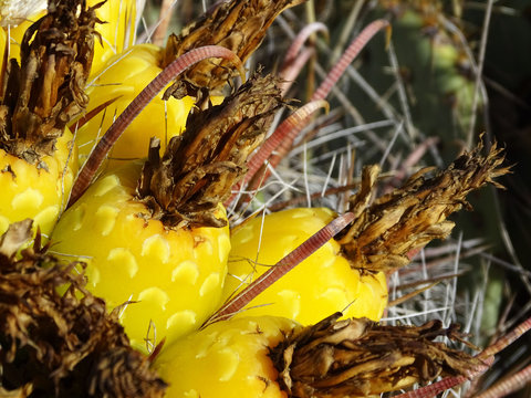 Yellow Fruit Of Fishhook Barrel Cactus