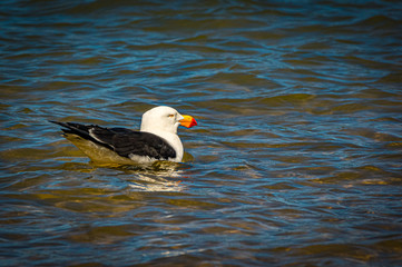  Pacific Gull Afloat