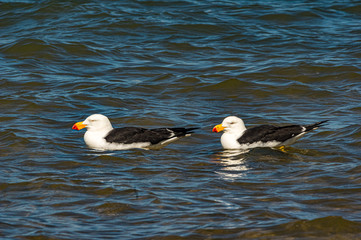 Two Pacific Gulls Afloat
