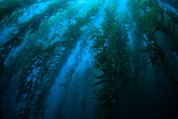 Forests of giant kelp, Macrocystis pyrifera, commonly grow in the cold waters along the coast of...