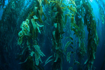 Fototapeta na wymiar Forests of giant kelp, Macrocystis pyrifera, commonly grow in the cold waters along the coast of California. This marine algae reaches over 100 feet in height and provides habitat for many species.