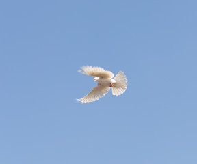 beautiful domestic pigeons on blue sky