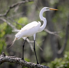A Great Egret perched on a branch in a swamp.