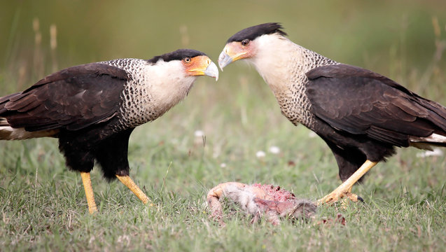 A pair of Caracas sharing a meal of carrion.