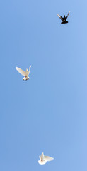 beautiful domestic pigeons on blue sky