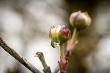 waterdrop on bud
