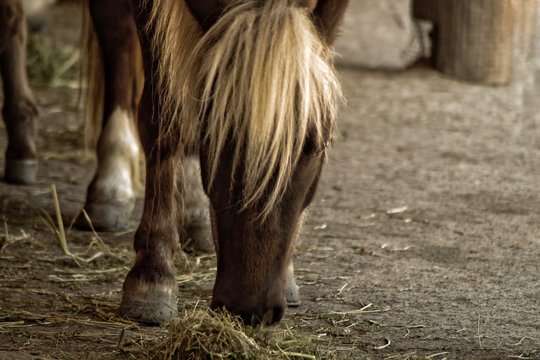 Horse Feeding In Barn