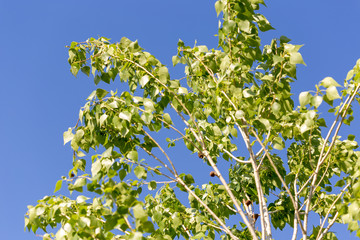 poplar tree leaves on sky background