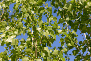 poplar tree leaves on sky background