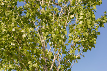 poplar tree leaves on sky background