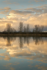 Riverbank Tree Reflections vertical. The calm water of Steveston Harbor in British Columbia, Canada near Vancouver.

