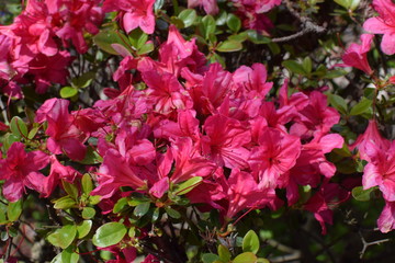 Obraz premium Beautiful pink flowers in full bloom. Spring has arrived. Summer is coming.