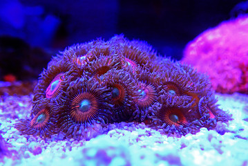 Fototapeta premium Pink zoanthus polyps on macro underwater photography scene