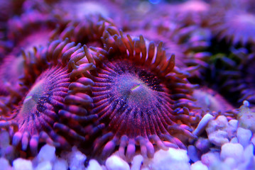 Naklejka na ściany i meble Pink zoanthus polyps on macro underwater photography scene