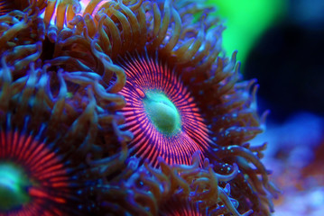 Pink zoanthus polyps on macro underwater photography scene