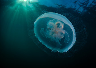 The Jellyfish Aurelia aurita