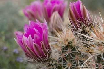 Hedgehog Cactus, Echinocereus Engelmannii, Cactaceae, native plant, presenting vibrant pink purple blossoms, Joshua Tree National Park, Southern Mojave Desert, Springtime.