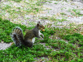 Obraz premium Small brown squirrel