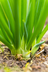 Close-up of the onion in the garden