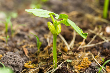 Bean plant growing in the garden in the season of spring