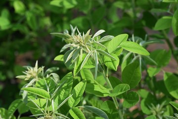 Bush clovers sprout / Fabaceae deciduous shrub