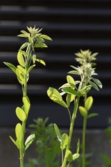 Fototapeta na wymiar Bush clovers sprout / Fabaceae deciduous shrub