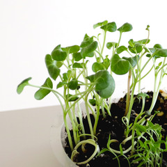 Young green sprout growing in soil. Environment and ecology concept.