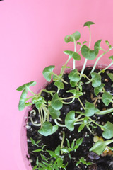 Young green sprout growing in soil. Environment and ecology concept.