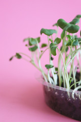 Young green sprout growing in soil. Environment and ecology concept.