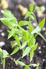 Young green sprout growing in soil. Environment and ecology concept.