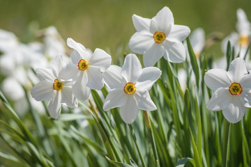 Daffodil flower Pheasant's Eye, Poeticus Narcissus, a classic white flower with short and small yellow cup