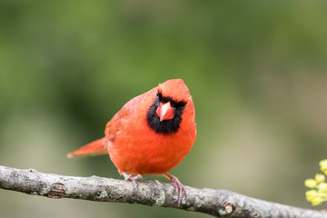 Northern Cardinal male, Cardinalis cardinalis, perched on aged branch closeup