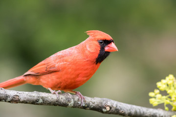 Northern Cardinal male, Cardinalis cardinalis, perched on aged branch closeup