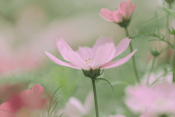 Obraz na płótnie Canvas Daisy Flowers On japanese vintage style