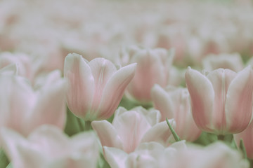Obraz na płótnie Canvas Beautiful tulip on japanese vintage style; background or texture