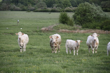 Charolais domestic beef cattle herd	
