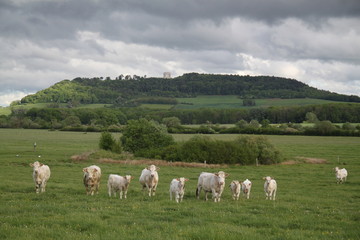 Obraz premium Charolais domestic beef cattle herd 