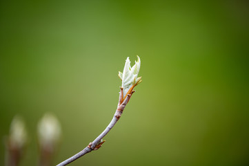 A new flower bud slowly emerges. 