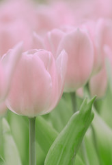 Beautiful tulip on japanese vintage style;  background or texture