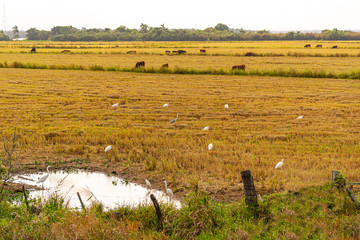 Field of freshly harvested rice and presence of herons (Ardea alba) and tachãs (Chauna torquata) and farm animals