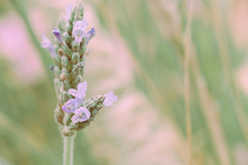 Lavender flowers on japanese vintage style